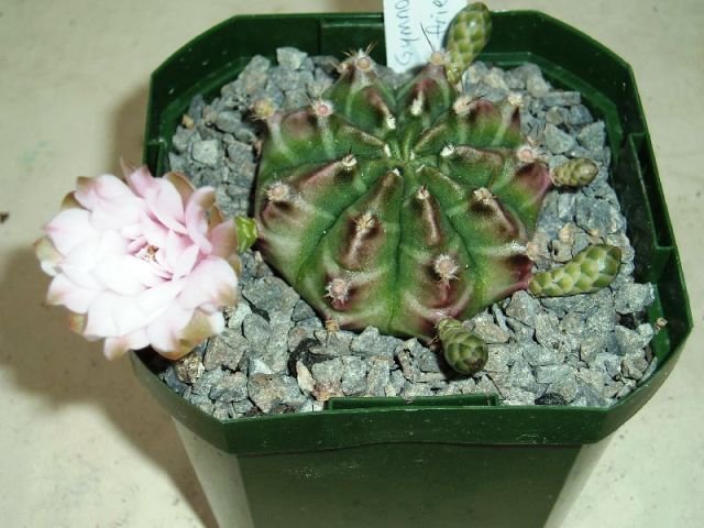 Gymnocalycium_friedrichii_1